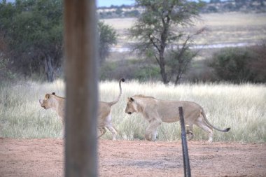 Hayvanat bahçesindeki aslan