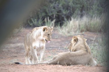 Vahşi doğada dişi aslan.