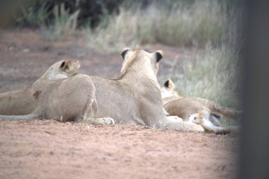 Aslanlar güneşin altında kumların üzerinde yatıyorlar.
