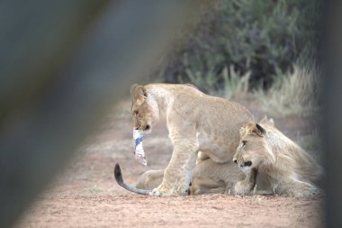 Bir aslan yavrusu Kruger National Park