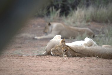 a closeup shot of a lion lying on grass