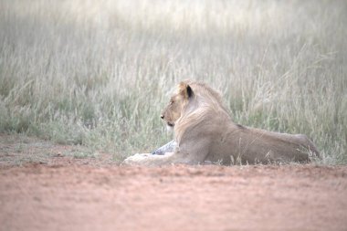 Aslan Kruger National park
