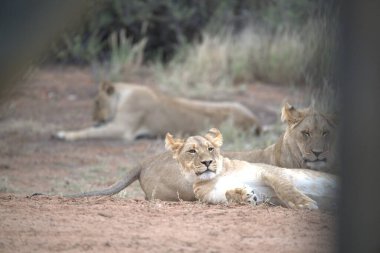 Parktaki bir grup aslan.