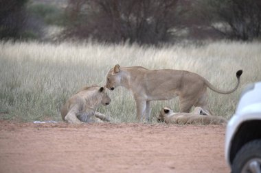 Namibya 'daki aslan ailesi