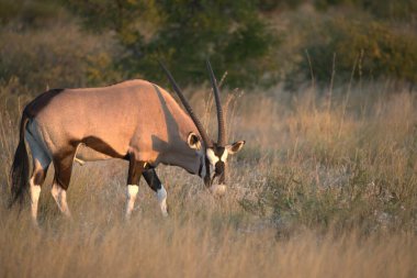 Afrika bozkırlarında güzel bir antilop.