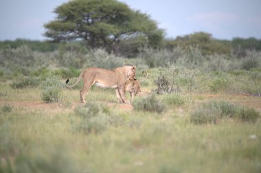 Çöldeki dişi bir aslanın güzel bir fotoğrafı.