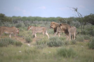 Afrika 'daki vahşi aslanlar