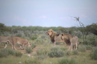 wild lion walking in the african bush, namibia, africa.