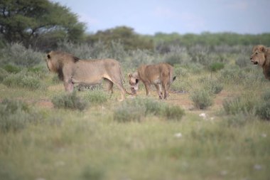 Savanadaki bir grup vahşi aslan.