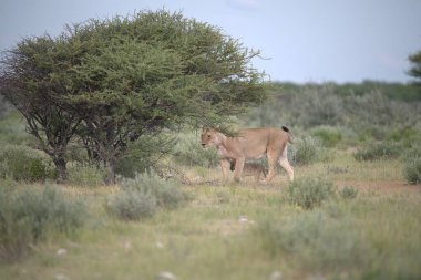 beautiful wildlife places in etosha