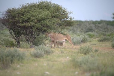 Afrika bozkırlarındaki vahşi antiloplar