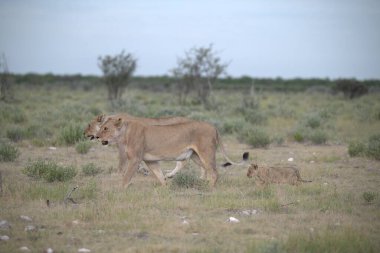 Vahşi Afrika 'da vahşi hayvanlar