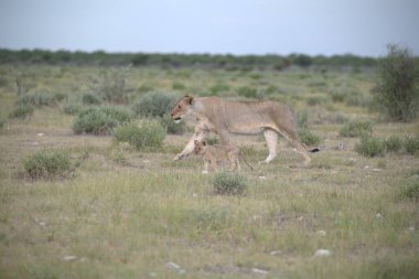 Aslan yavrusu çimlerde