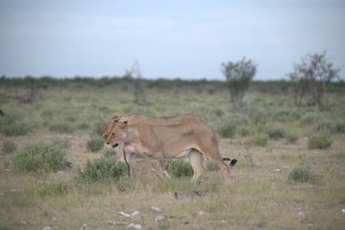Vahşi Afrika aslanları (panthera parus) savanda yürüyorlar.