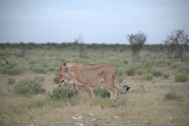 Kenya savanasında yürüyen bir erkek aslan.