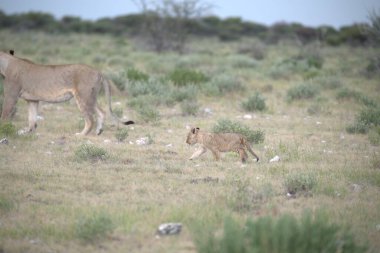 Kenya savanındaki dişi aslan.
