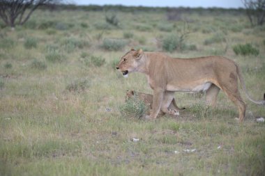Aslan (panthera leo) Etoşa ulusal parkında yürüyor, Namibya, Afrika