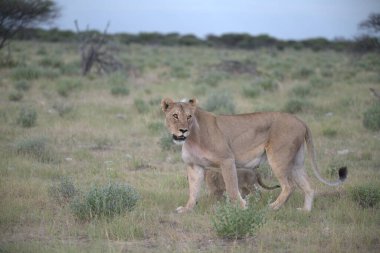 Savanadaki dişi vahşi aslan.