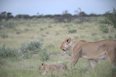 Aslan yavrusu çimlerde