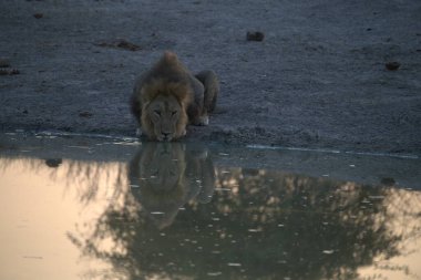Genç bir Afrikalı aslan sudaki su birikintisinde su içiyor.