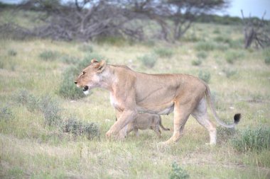 Kenya savanındaki aslanlar