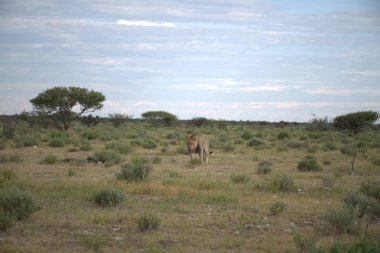 Afrika Savannah zürafa
