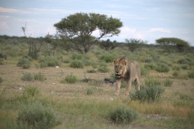 Namibya 'daki Etosha Milli Parkı' nda Aslan