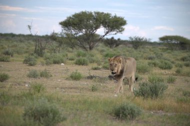 Dişi aslan, savanadaki kuru çimlerde yürüyor.