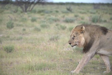 Kenya ulusal parkında aslan
