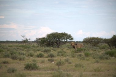 Kenya bozkırında vahşi bir zürafa