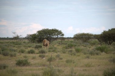 Kenya savanındaki aslan