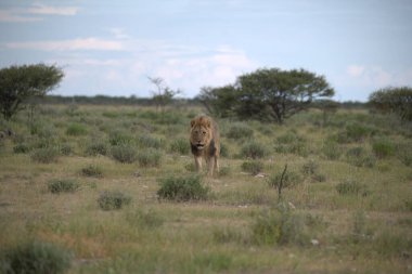 Aslan etkin ulusal park, Namibya