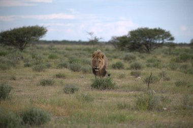 Afrika savanındaki aslan, Kenya