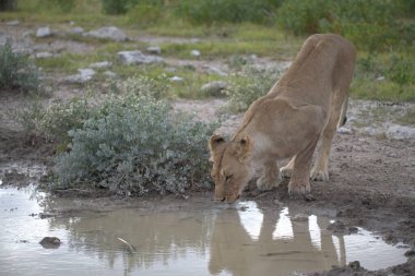 Afrika aslanı Kruger parkında, Güney Afrika