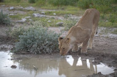 Su birikintisinde su içen genç bir erkeğin yakın çekimi.