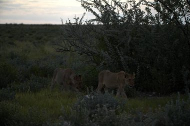 Güney Afrika 'da yaz günlerinde çimenlerdeki aslan yavrusu
