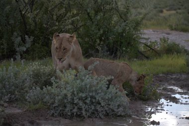 Güney Afrika 'daki Kruger Ulusal Parkı' nda aslan var.
