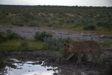 Kenya savanındaki aslan