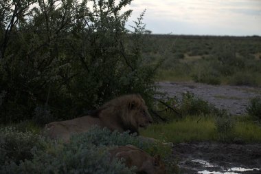 Namibya 'da savanda bir aslan