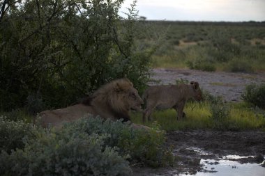 Kenya savanındaki aslan