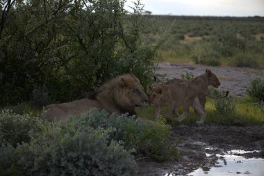 Savanadaki aslan ailesi.