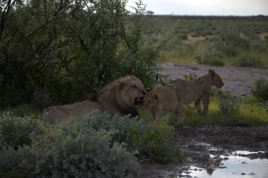 Savanadaki vahşi aslan