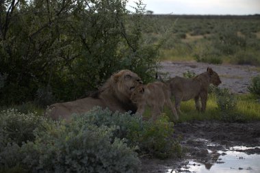 Savanadaki vahşi aslanlar