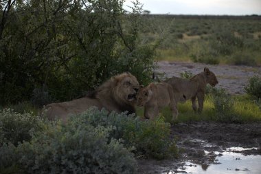 Afrika savanındaki aslanlar