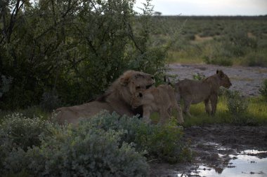 Çöldeki aslan ailesi.
