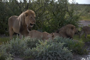 Namibya bozkırında bir aslan sürüsü