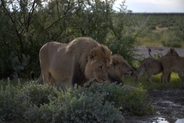 Namibya 'da Etoşa' da aslan
