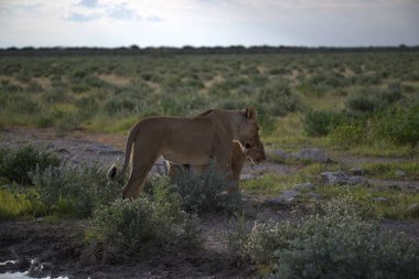 Aslan etkin ulusal park, Namibya