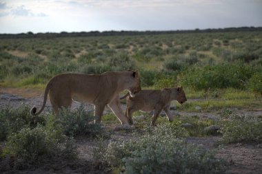 Aslan ve aslan çimenlerde yürüyor.