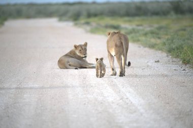 Çöldeki aslan ailesi.